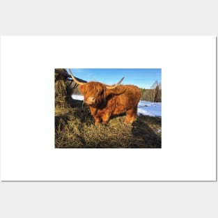 Scottish Highland Cattle Cow 2312 Posters and Art